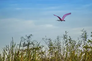A portrait shot of rare wading bird gliding through the air