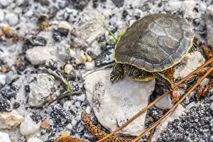 A portrait shot of a turtle loitering around the forest of Gulf State Park