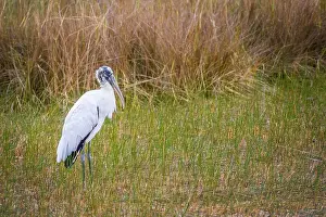 A portrait shot of a wading bird taking a stroll in the swamp