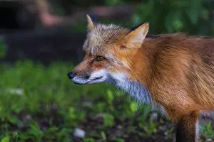 Portrait, sideview, of an adult red fox