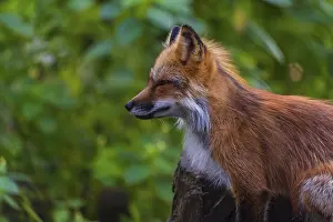 Portrait, sideview, of an adult red fox