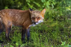 Portrait, sideview, of an adult red fox