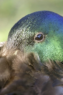 Portrait of a sleeping Mallard (Anas platyrhynchos)