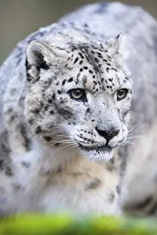 Portrait of a Snow leopard (Panthera uncia) in the forest