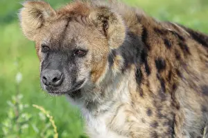 Portrait of a Spotted Hyena (Crocuta crocuta)