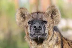 Portrait of a Spotted Hyena (Crocuta crocuta)