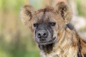 Portrait of a Spotted Hyena (Crocuta crocuta)
