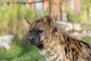 Portrait of a Spotted Hyena (Crocuta crocuta)