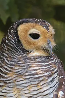 Portrait of a Spotted wood owl, Strix seloputo