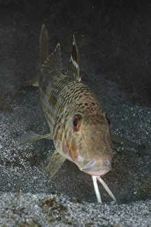 Portrait of striped red mullet (Mullus surmuletus)