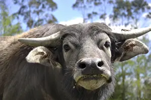 Portrait of swamp buffalo, Bubalus bubalis