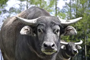 Portrait of swamp buffalo, Bubalus bubalis
