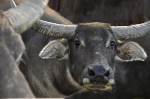 Portrait of swamp buffalo, Bubalus bubalis