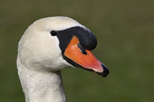 Portrait of a swan Cygnus