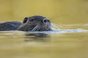 Portrait of a swimming nutria (Myocastor coypus)