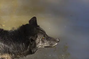 Portrait of a Timberwolf, Canis lupus lycaon