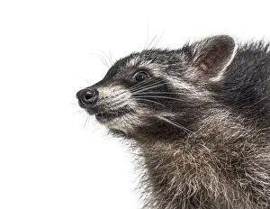 Portrait Side view of a young raccoon with happy expression