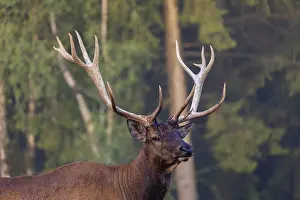 Portrait of a Wapiti stag, Cervus canadensis in front of a forest