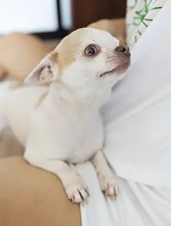 Framed Print : Portrait of a white-beige Chihuahua dog in the arms of its owner Framed Print : Portrait of a white-beige Chihuahua dog in the arms of its owner