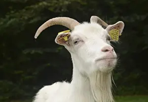 Portrait on a white goat in Den gamle by