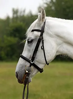Portrait of a white horse in a field