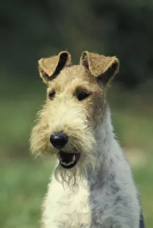 Portrait of a Wirehaired Fox Terrier