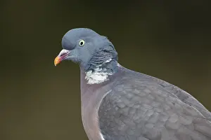 Portrait of a wood pigeon (Columba palumbus) with the typical white neck ring