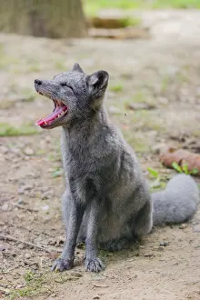 Portrait of a young arctic fox (Vulpes lagopus)