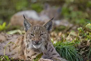 Portrait of a young Eurasian lynx (Lynx lynx) lying on the forest floor