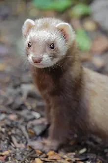 Portrait of a young ferret (Mustela putorius furo)