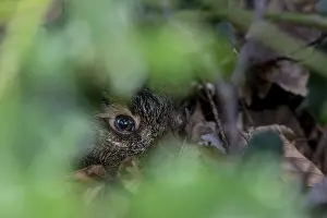 Framed Print : Portrait of a young hare (Lepus europaeus) resting in the shelter of a holly tree Framed Print : Portrait of a young hare (Lepus europaeus) resting in the shelter of a holly tree