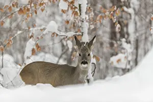 Portrait of a young male Roe Deer
