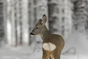 Portrait of a young male Roe Deer
