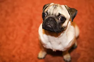 Portrait of a young pug