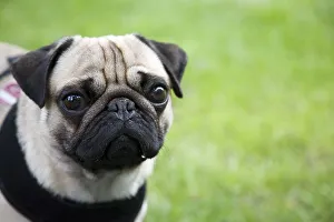Portrait of a young pug on a meadow