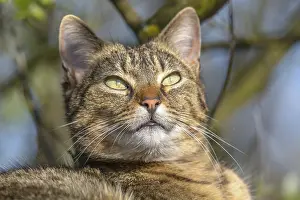 Portrait of a Young tabby cat resting in the sun in spring