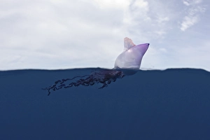 Portuguese Man O War (Physalia physalis)