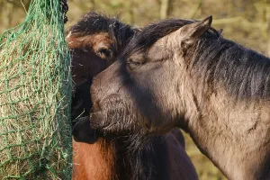 Posavina horses feeding, close-up