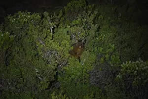 Possum (Trichosurus vulpecula) at night