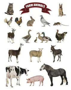 Poster of farm animals including a horse