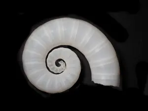 Posthorn squid (Spirula spirula)