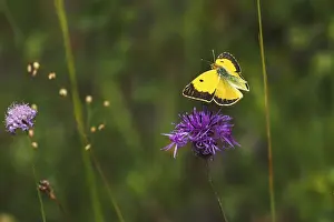 Postillon, also dark clouded yellow (Colias croceus)