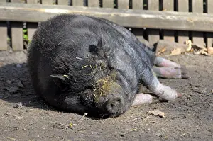 Pot-bellied pig sleeping, mini pig