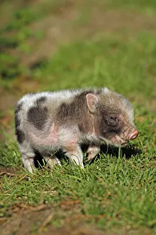 Pot-bellied pig (Sus scrofa domesticus)