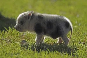 Pot-bellied pig (Sus scrofa domesticus)