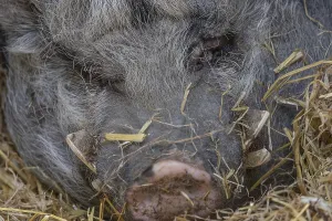 Pot-bellied pig (Sus scrofa domesticus)
