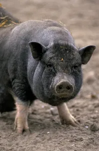 Pot-bellied Pig, Vietnamese Pot-bellied Pig with Young