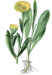 Pot Marigold (Calendula officinalis)