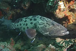 Potato grouper (Epinephelus tukula)