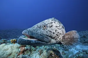 Potato grouper (Epinephelus tukula)